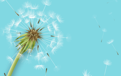 Discover the Surprising Benefits of Dandelion for Your Body